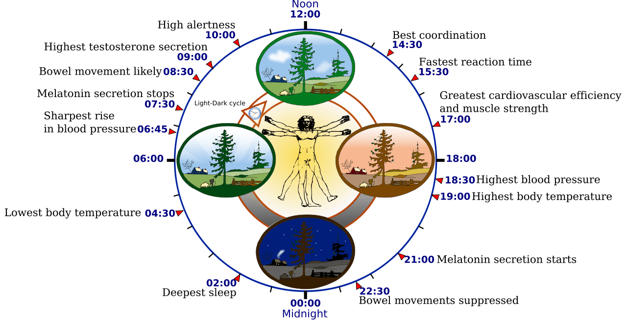 biorhythm