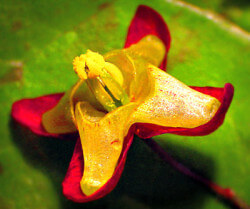 icariin herb