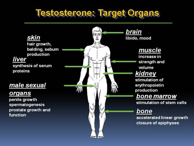 how testosterone is influencing the body